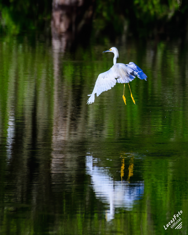Snowy Egret