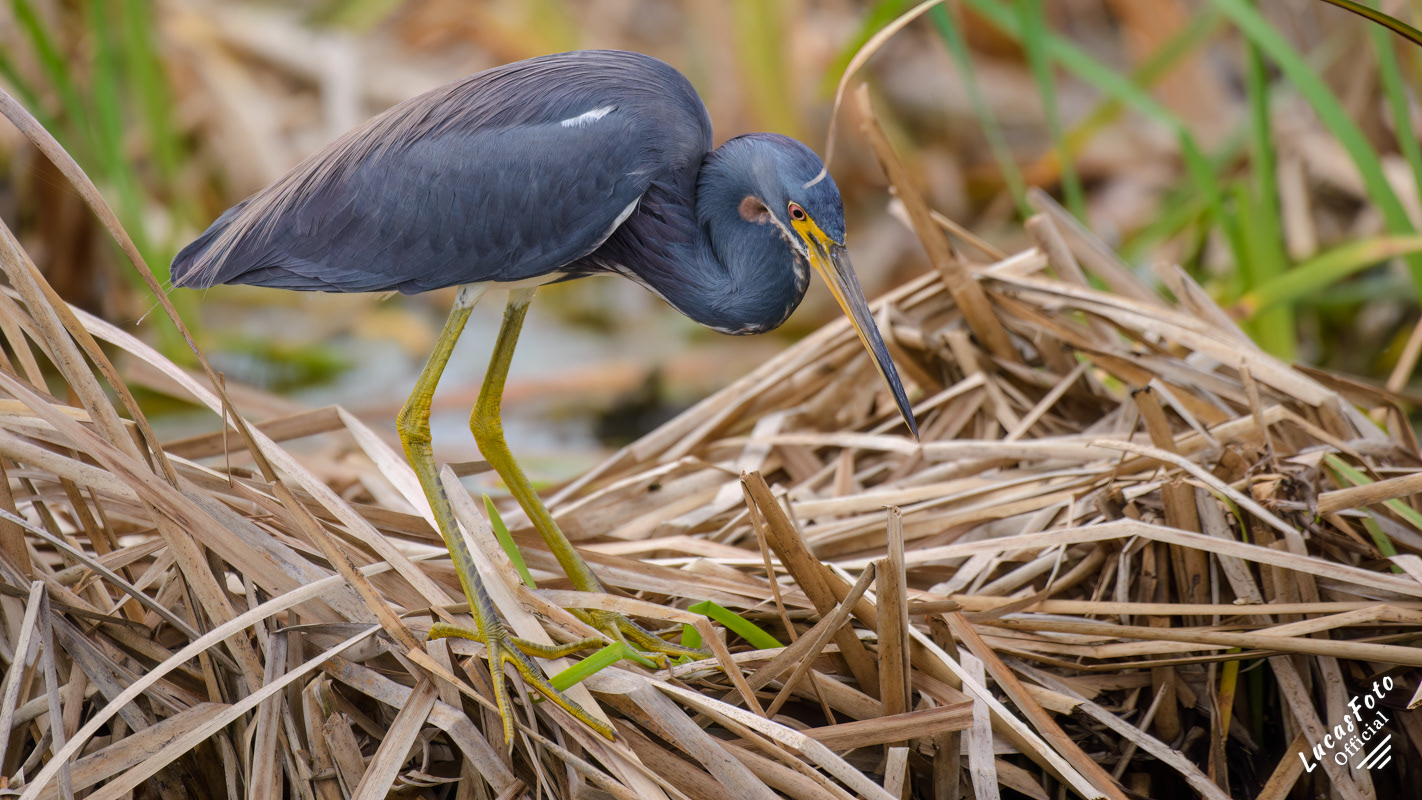 Tricolored Heron
