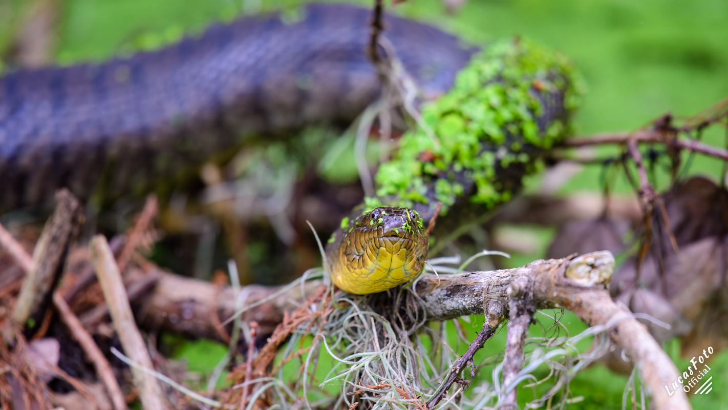 Florida Green Watersnake