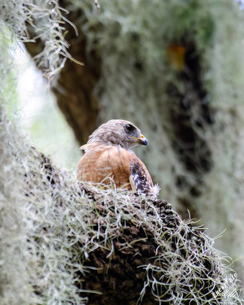 Red-shouldered Hawk