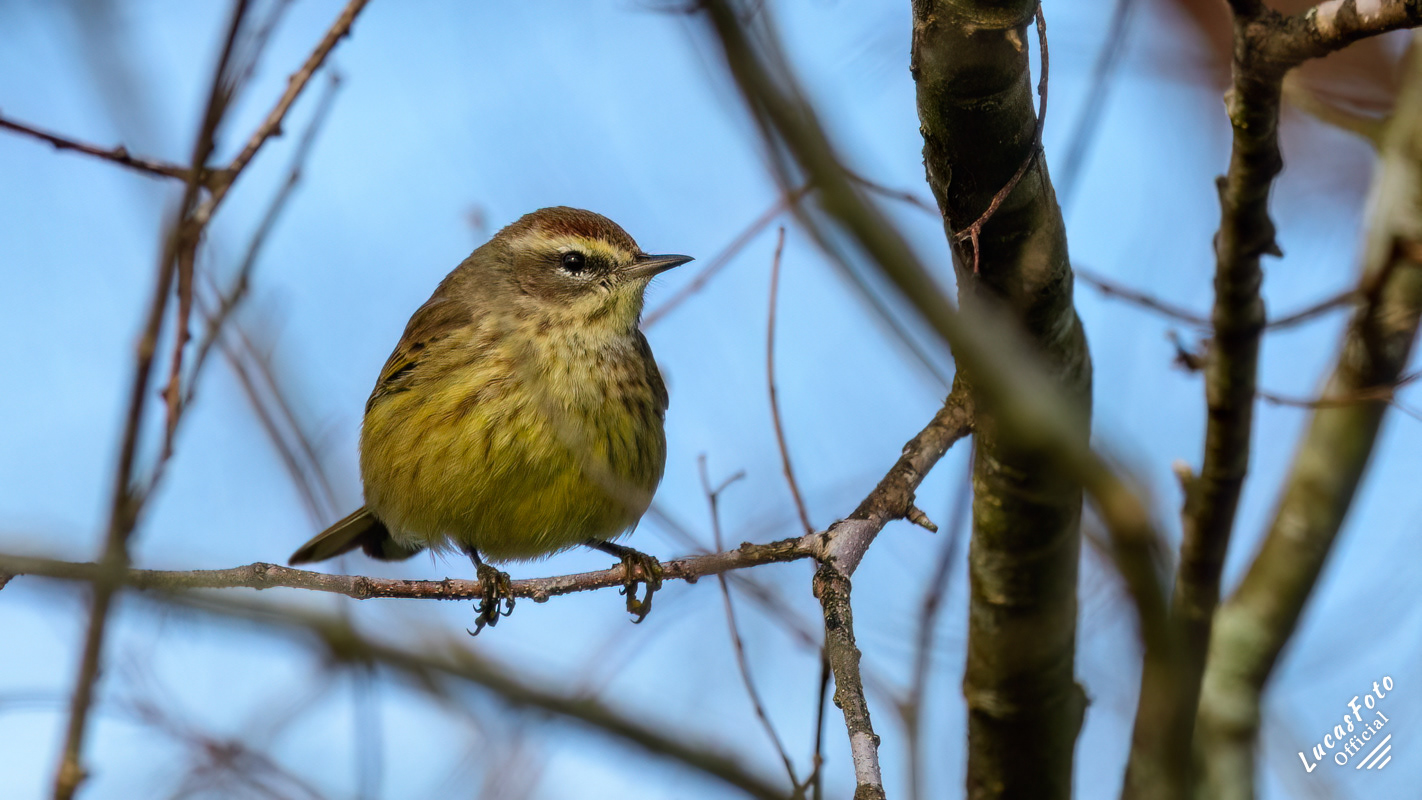 Palm Warbler