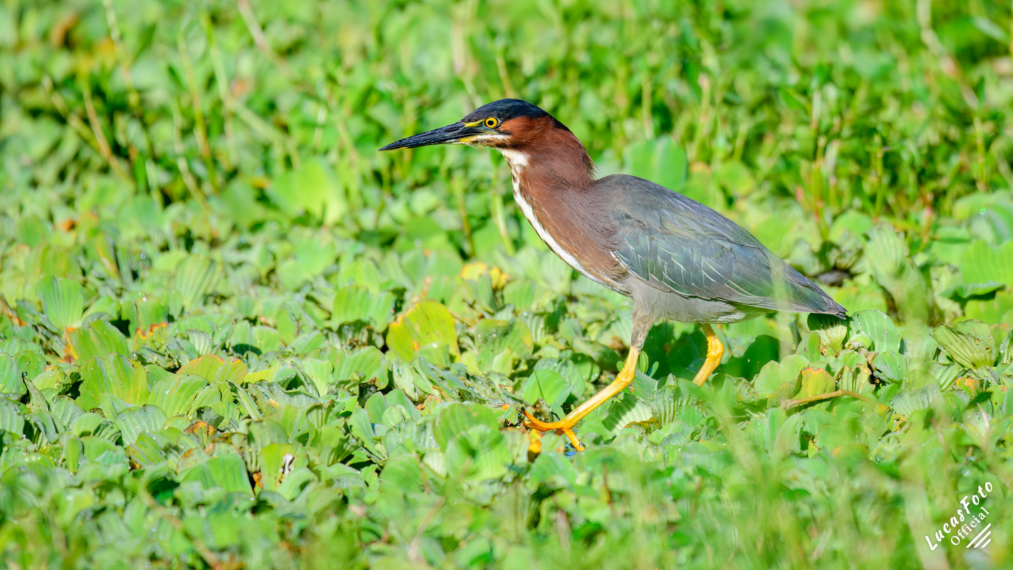 Green Heron