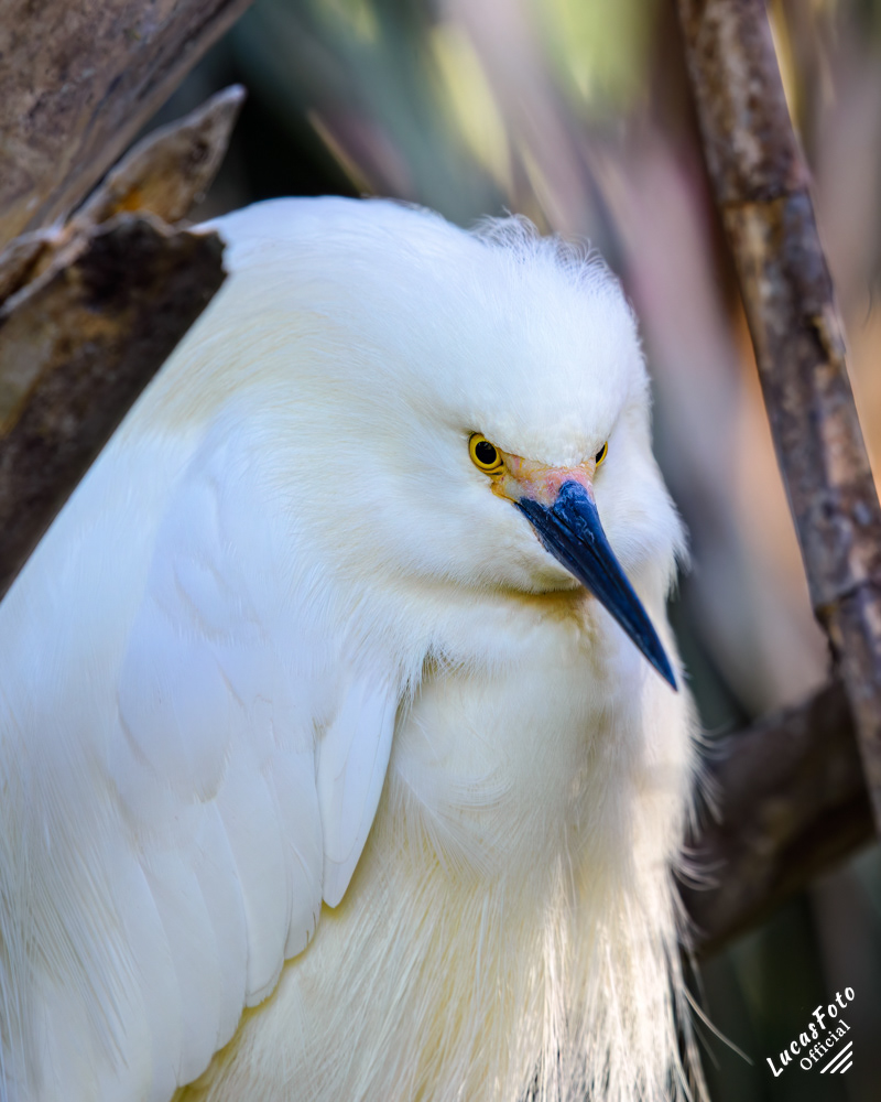 Snowy Egret