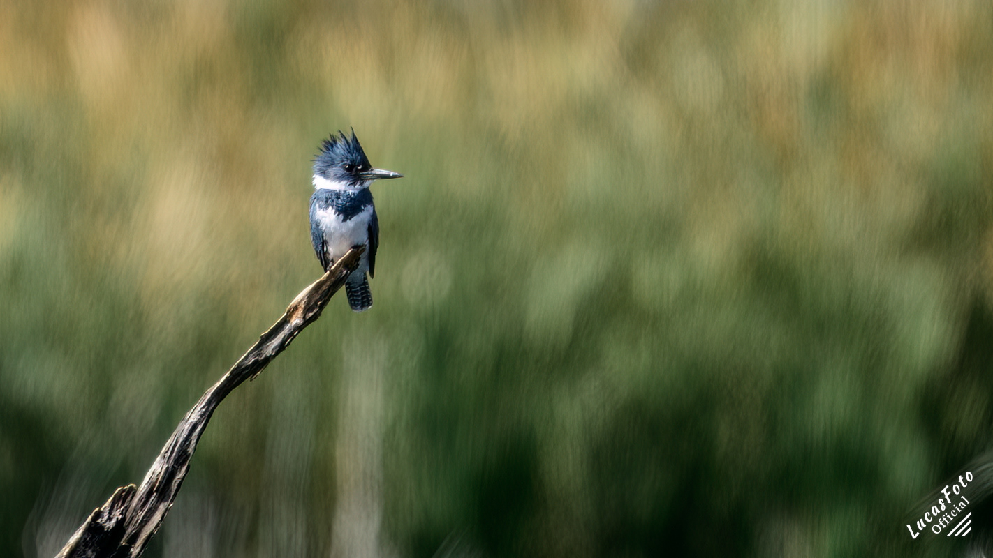 Belted Kingfisher