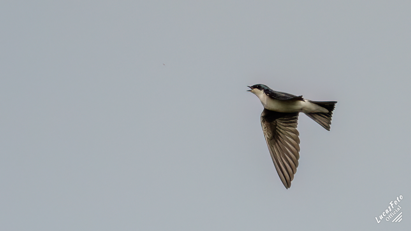 Tree Swallow