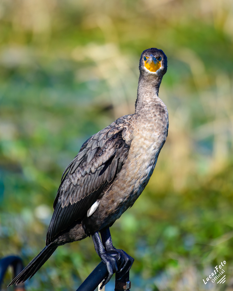 Double-crested Cormorant