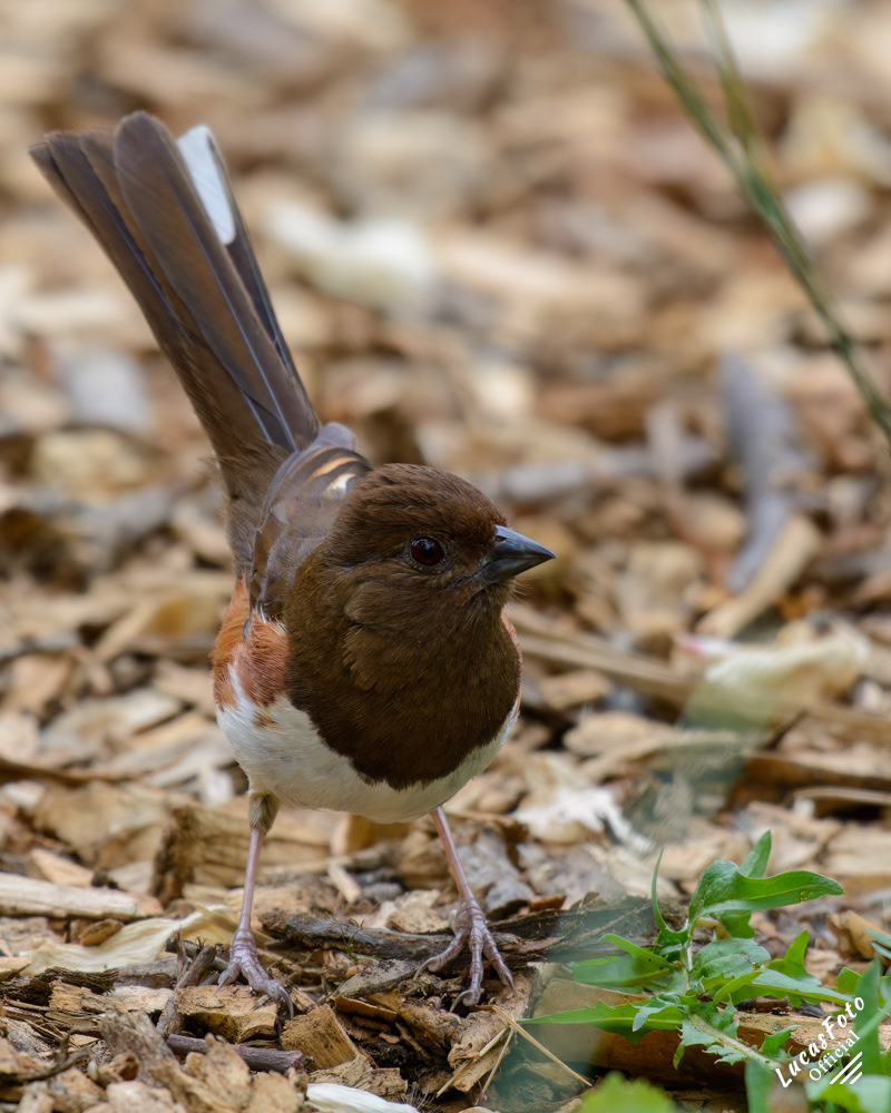 Eastern Towhee