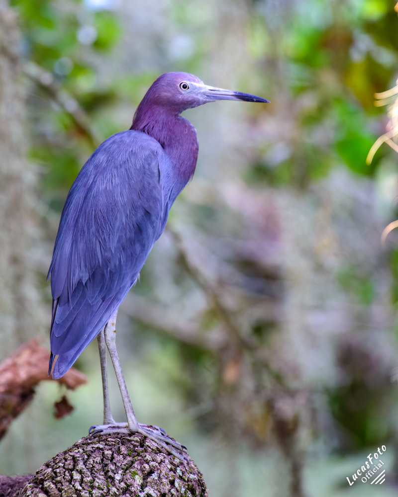 Little Blue Heron