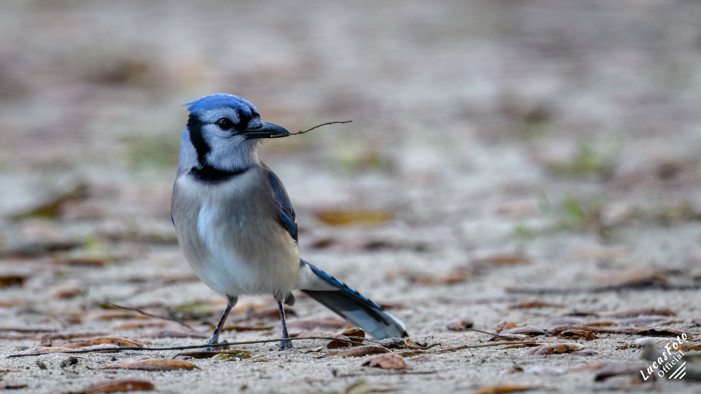 Blue Jay