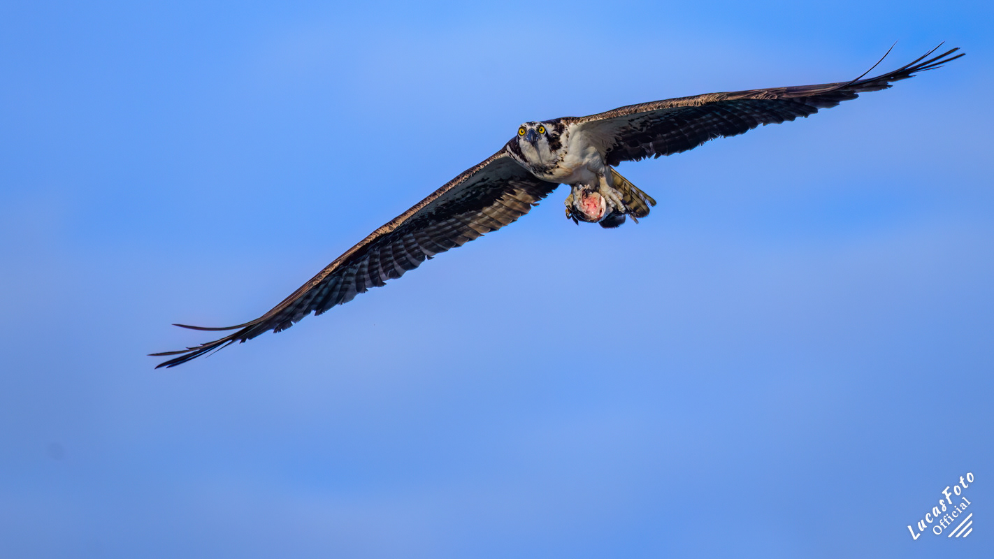 Osprey