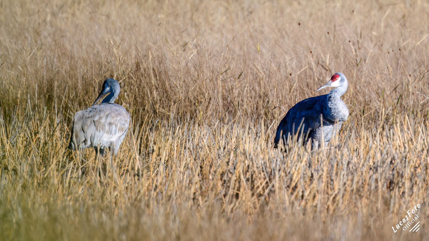 Sandhill Crane