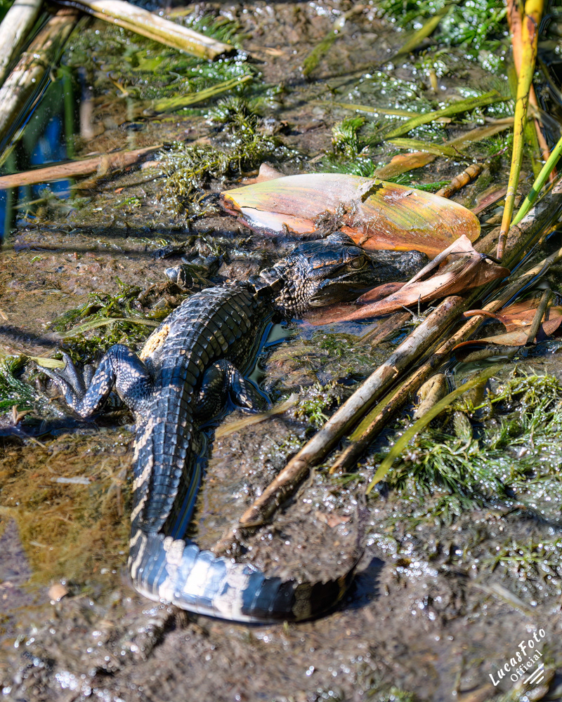 Alligator