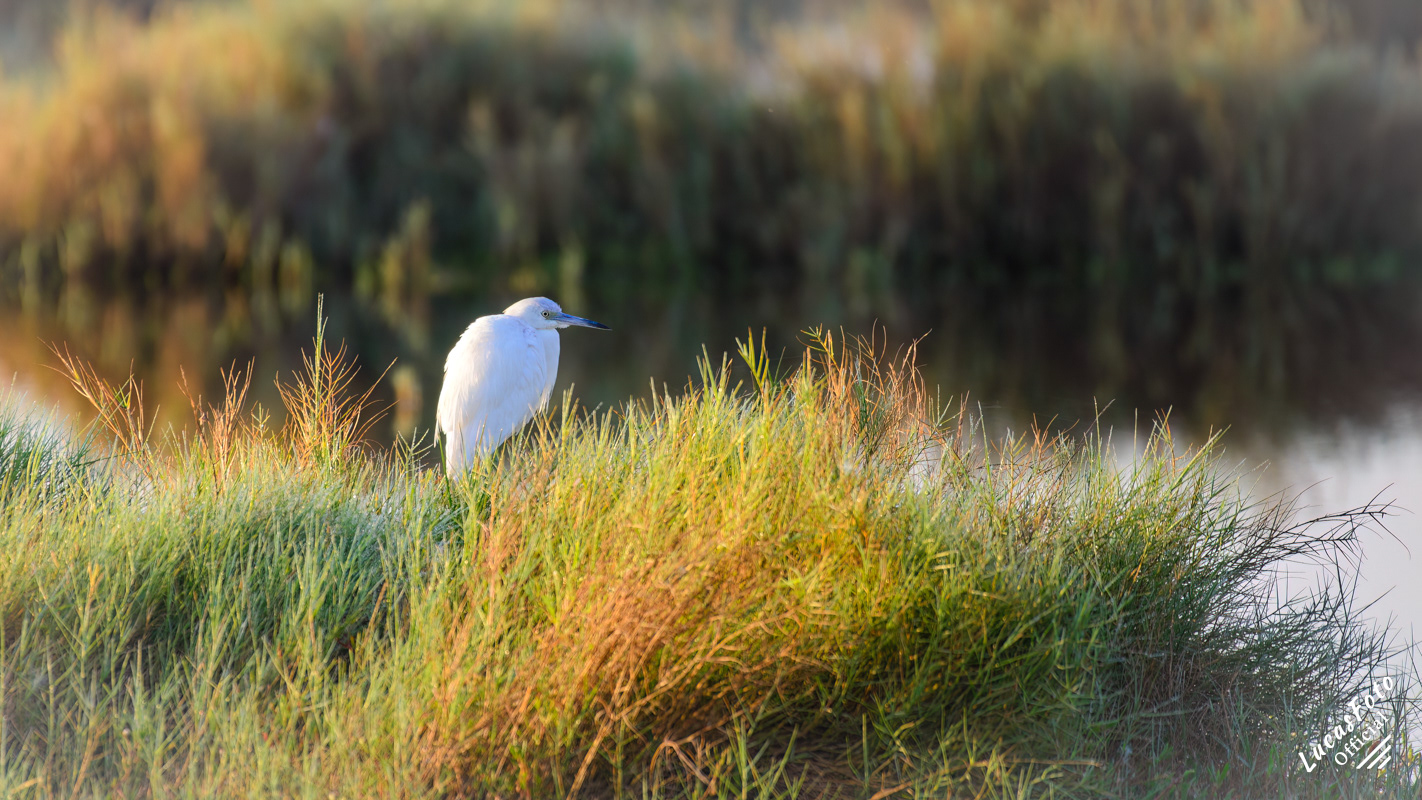 Juvenile Little Blue Heron