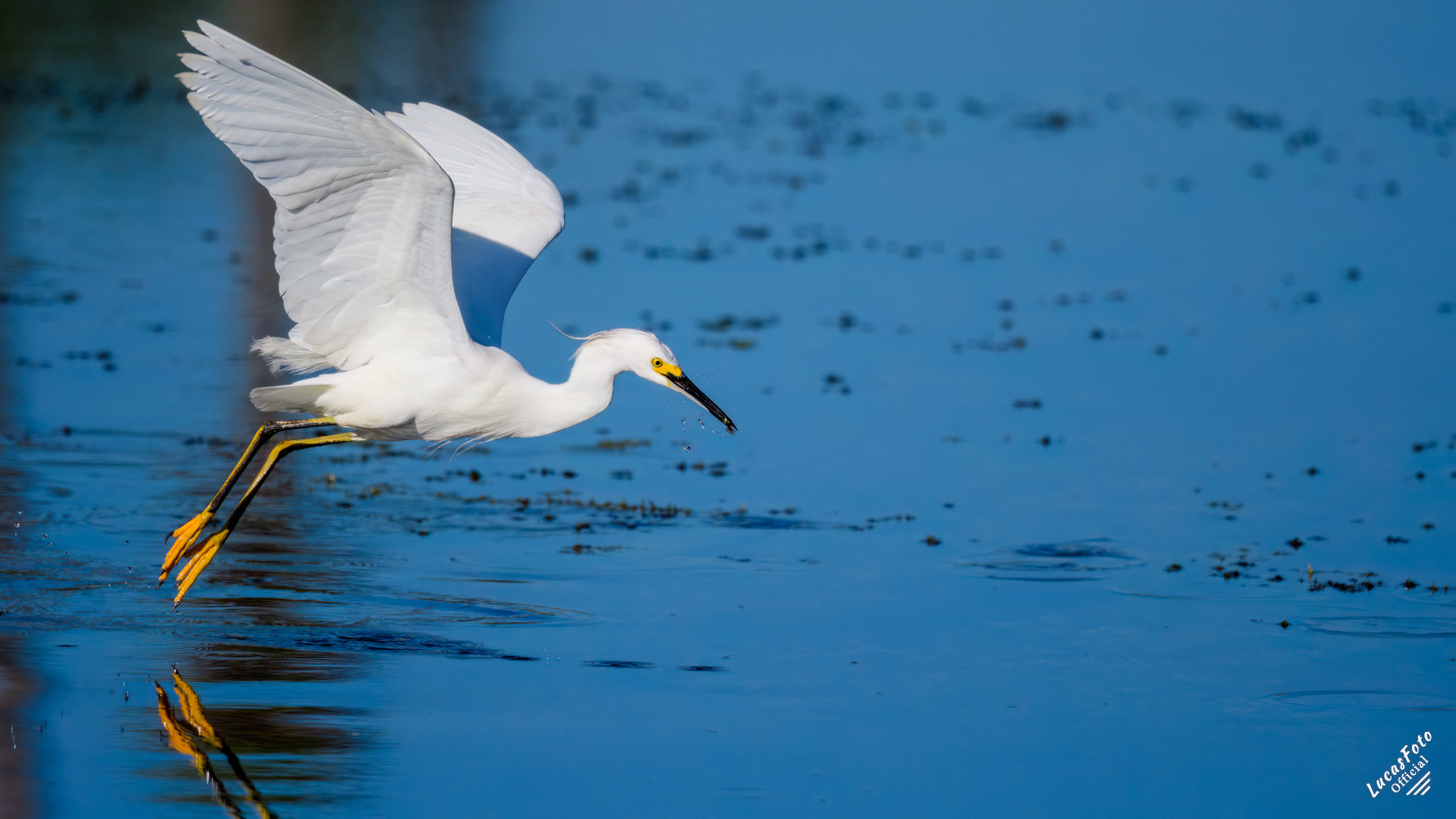 Snowy Egret