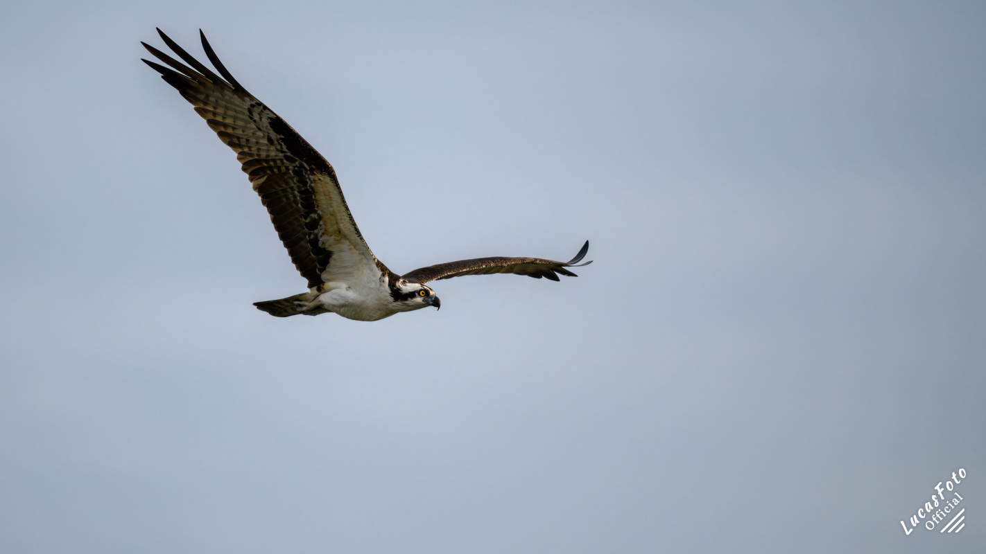 Osprey