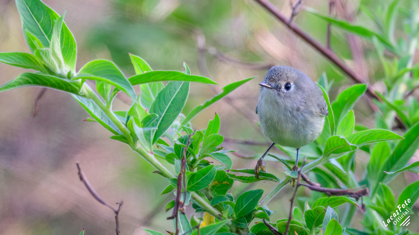 Blue-gray Gnatcatcher