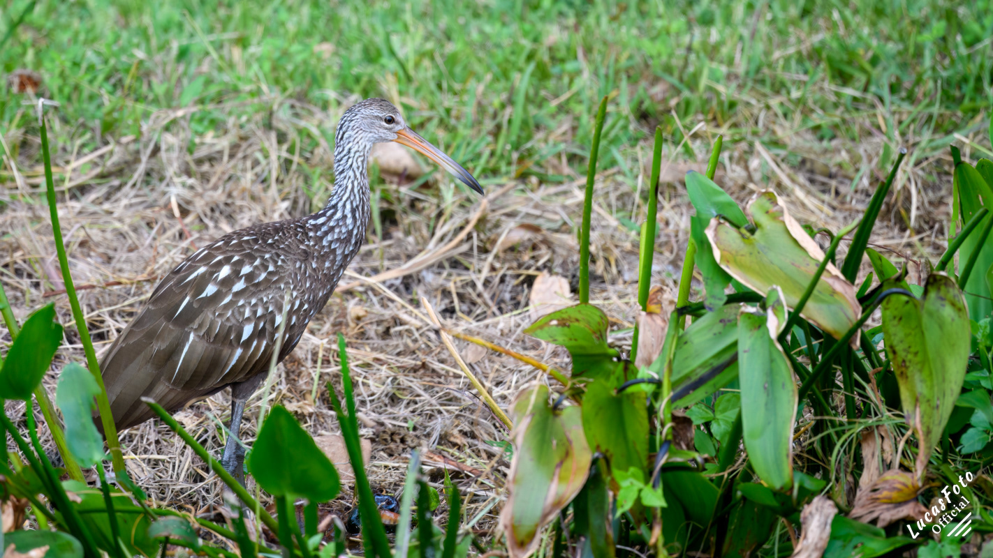 Limpkin