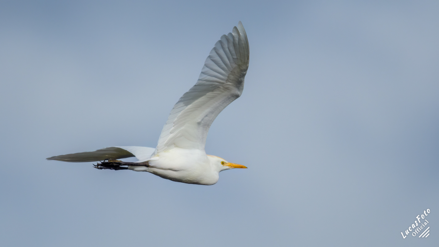 Cattle Egret