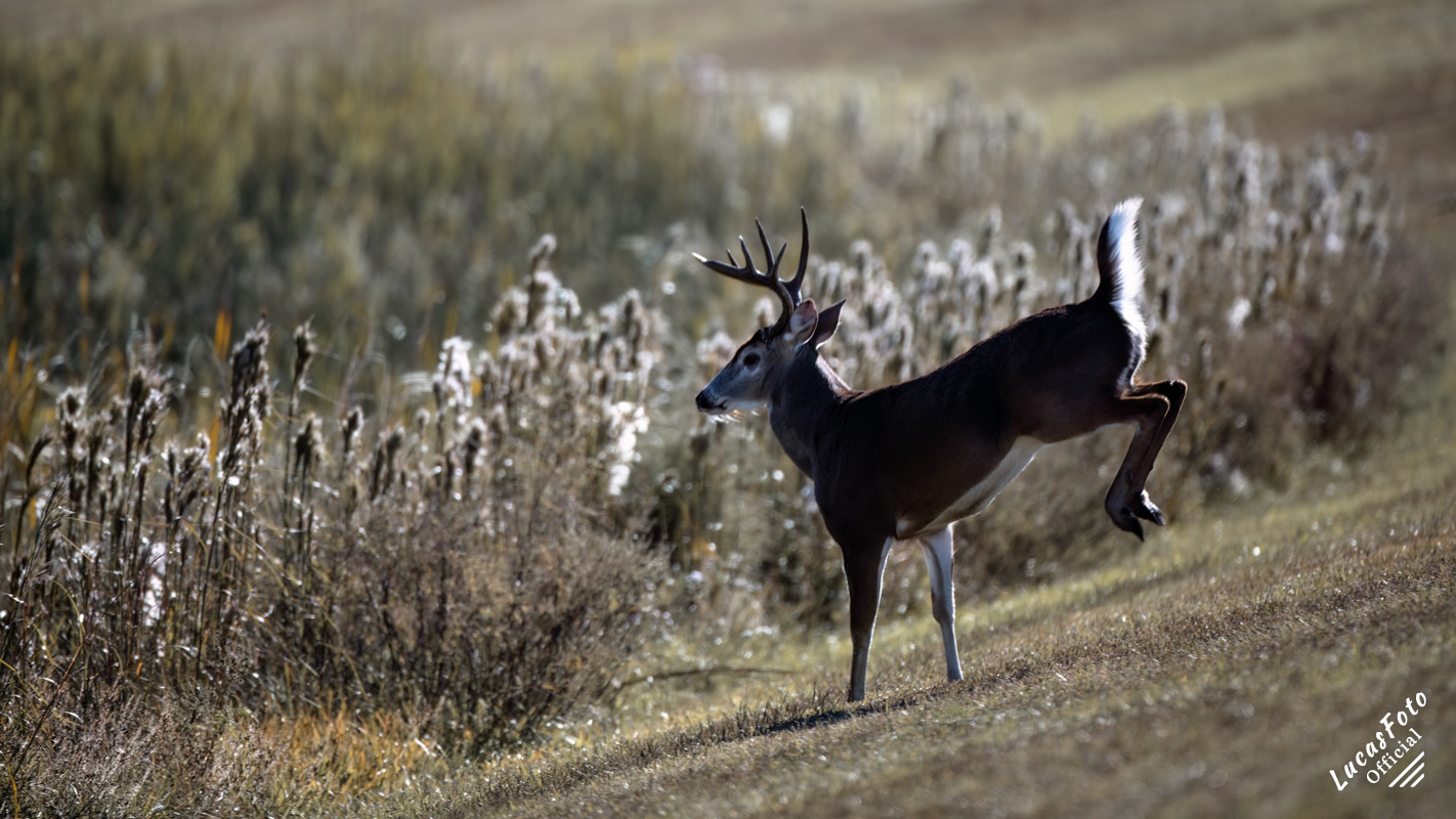 Whitetail