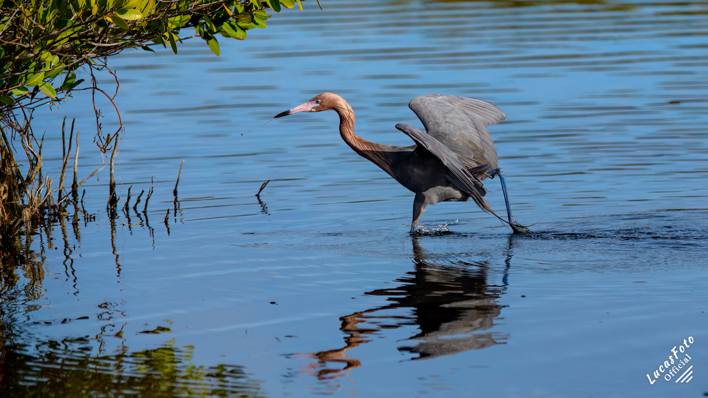 Reddish Egret