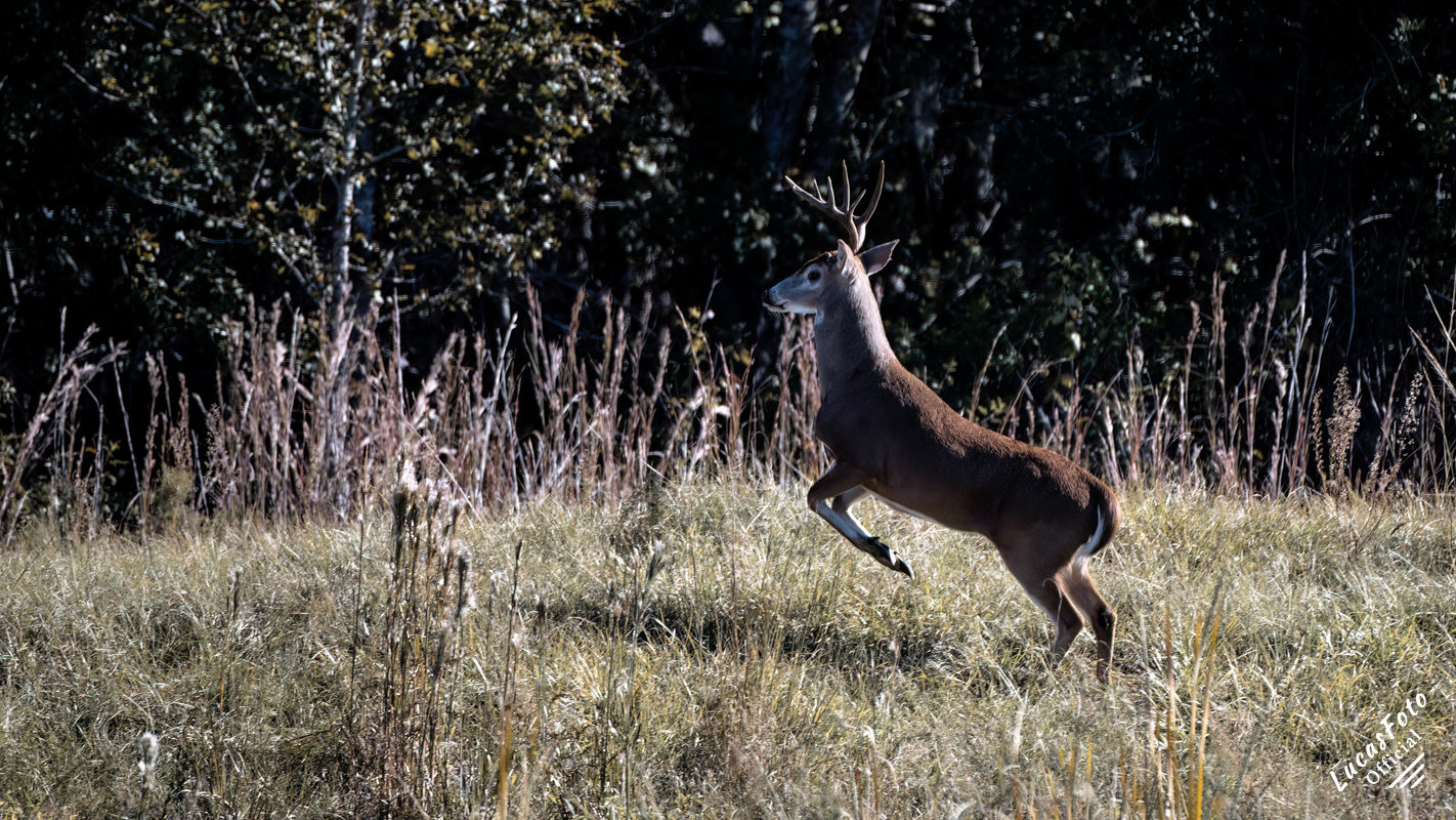 Whitetail