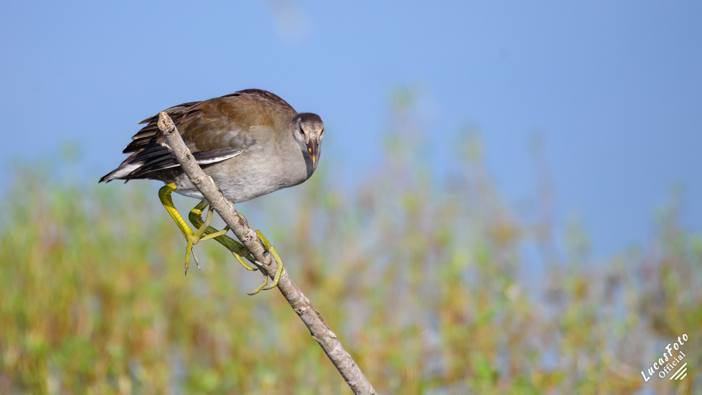 Purple Gallinule