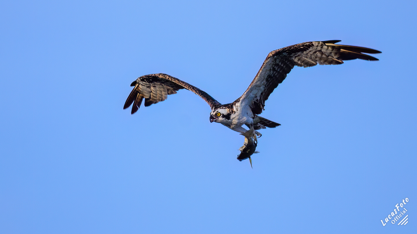 Osprey