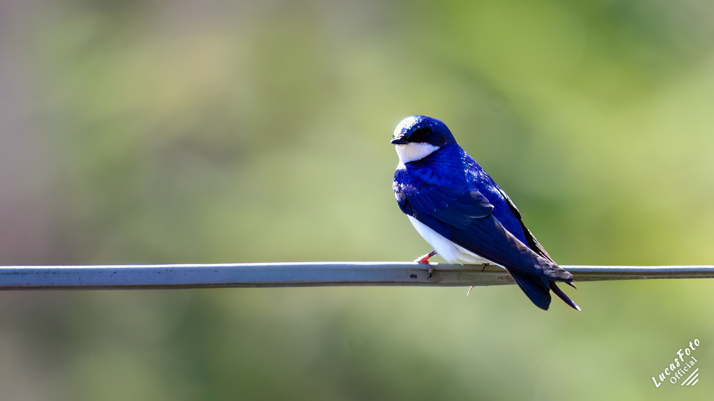 Tree Swallow