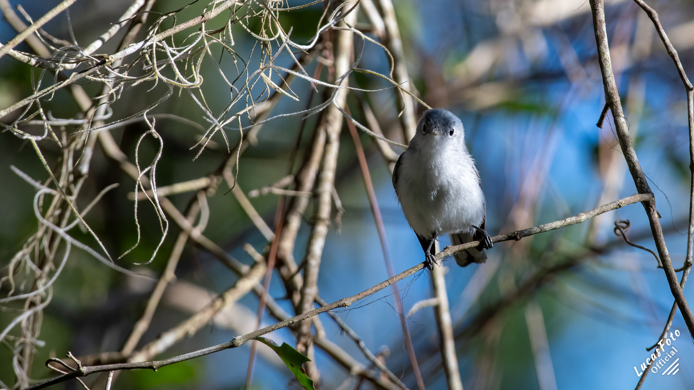 Blue-gray Gnatcatcher