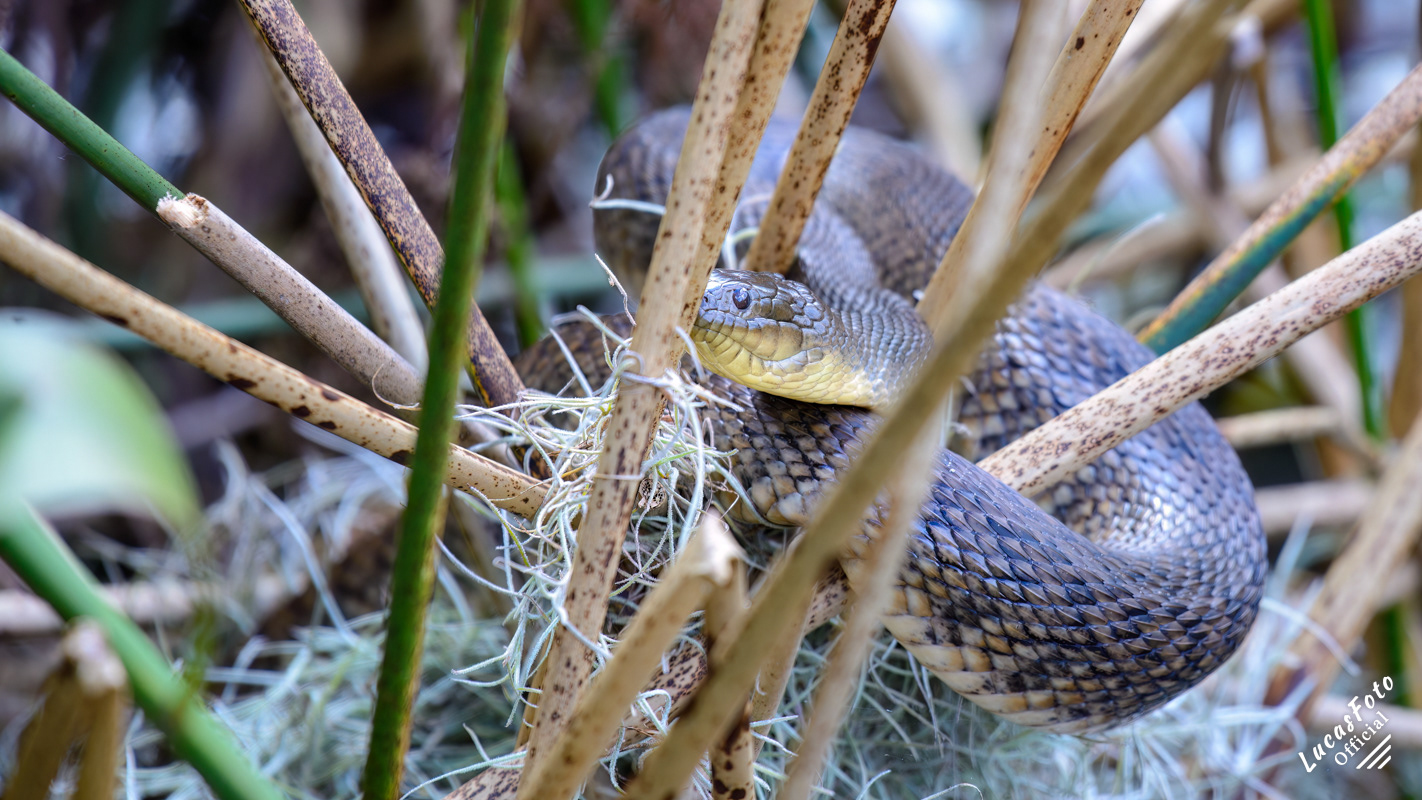 Florida Green Watersnake