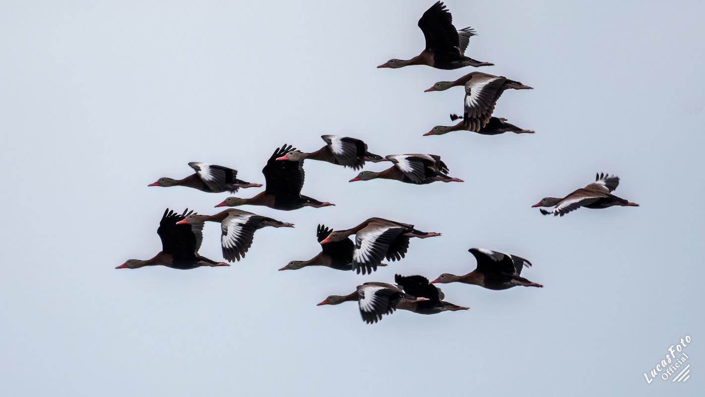 Black-bellied Whistling-Duck