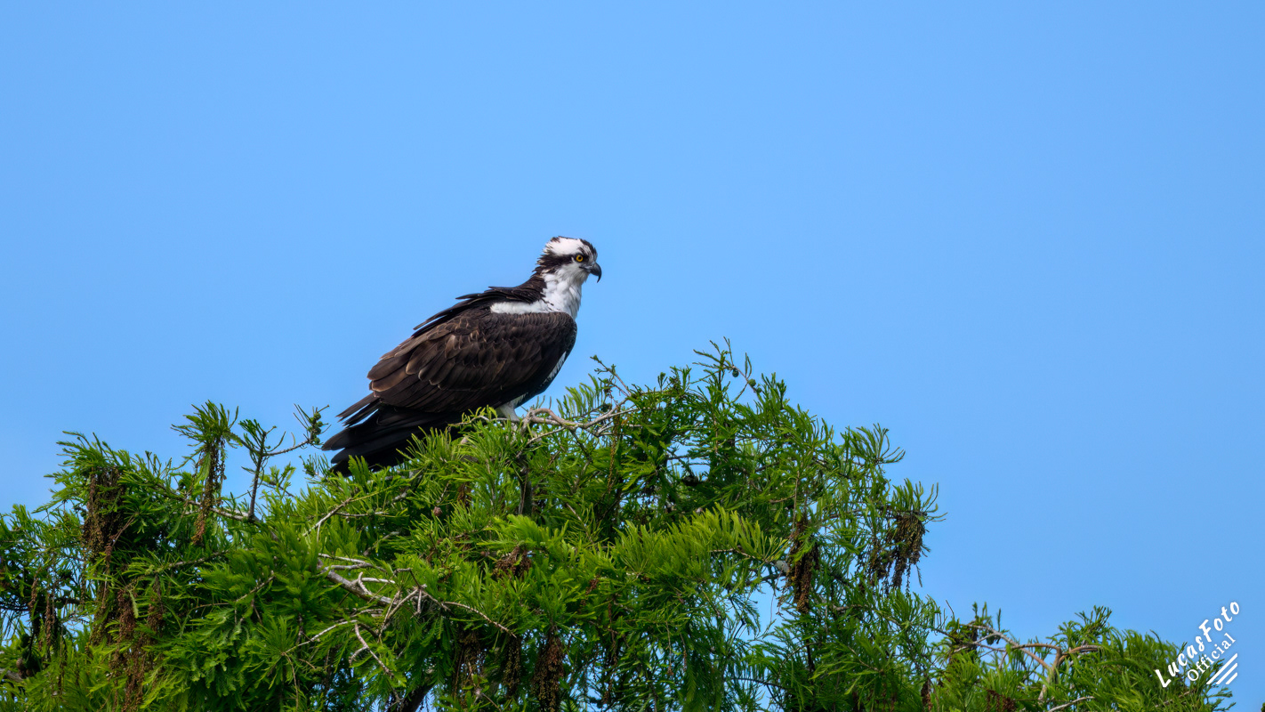 Osprey
