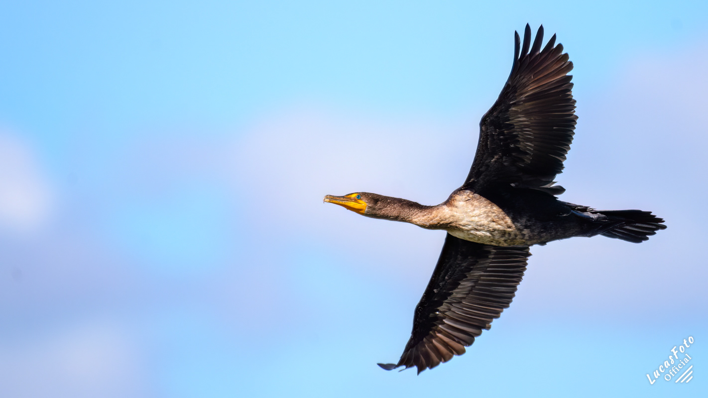 Double-crested Cormorant