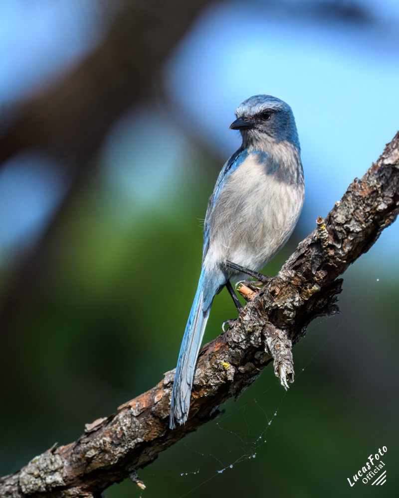 Florida Scrub Jay
