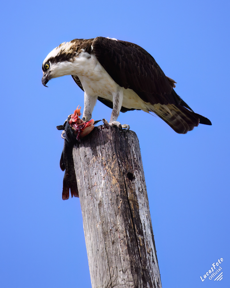 Osprey