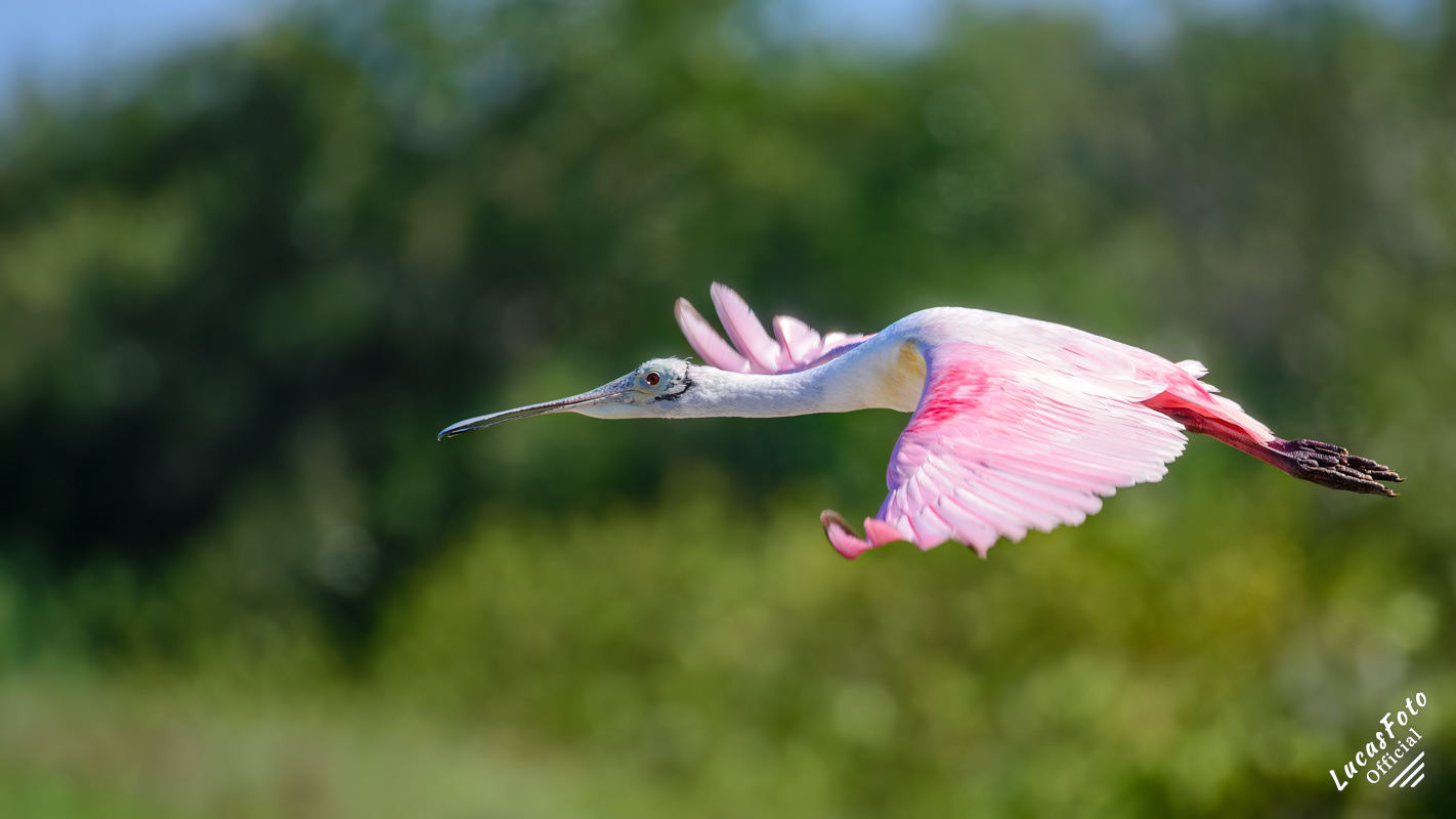 Roseate Spoonbill