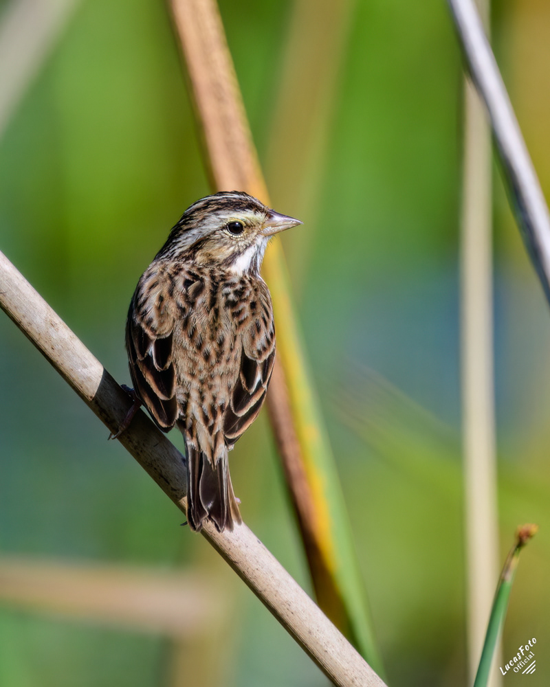 Savannah Sparrow