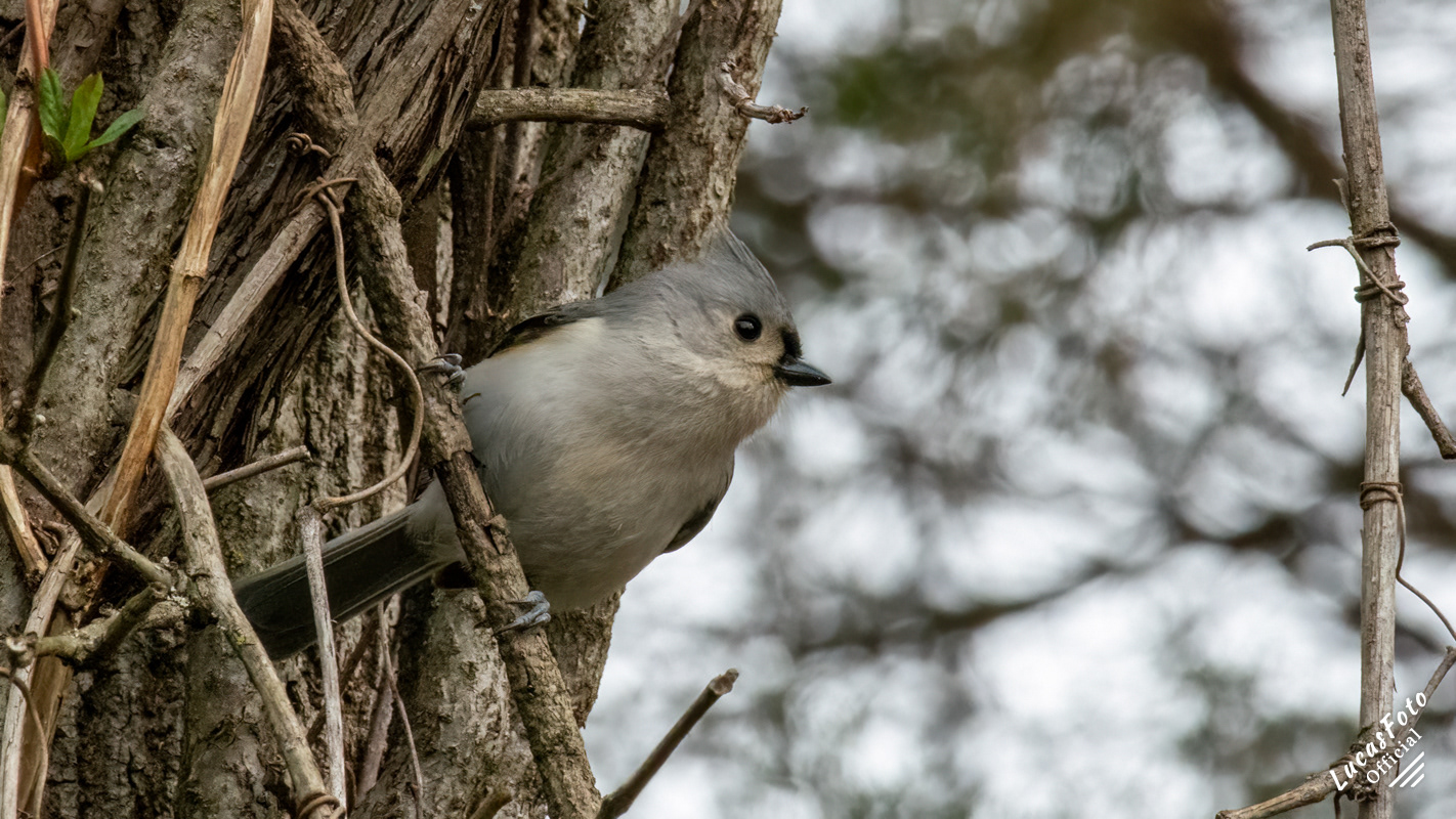 Tufted Titmouse