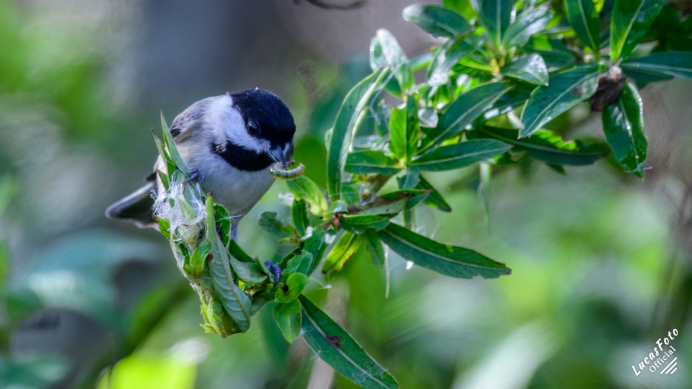 Carolina Chickadee