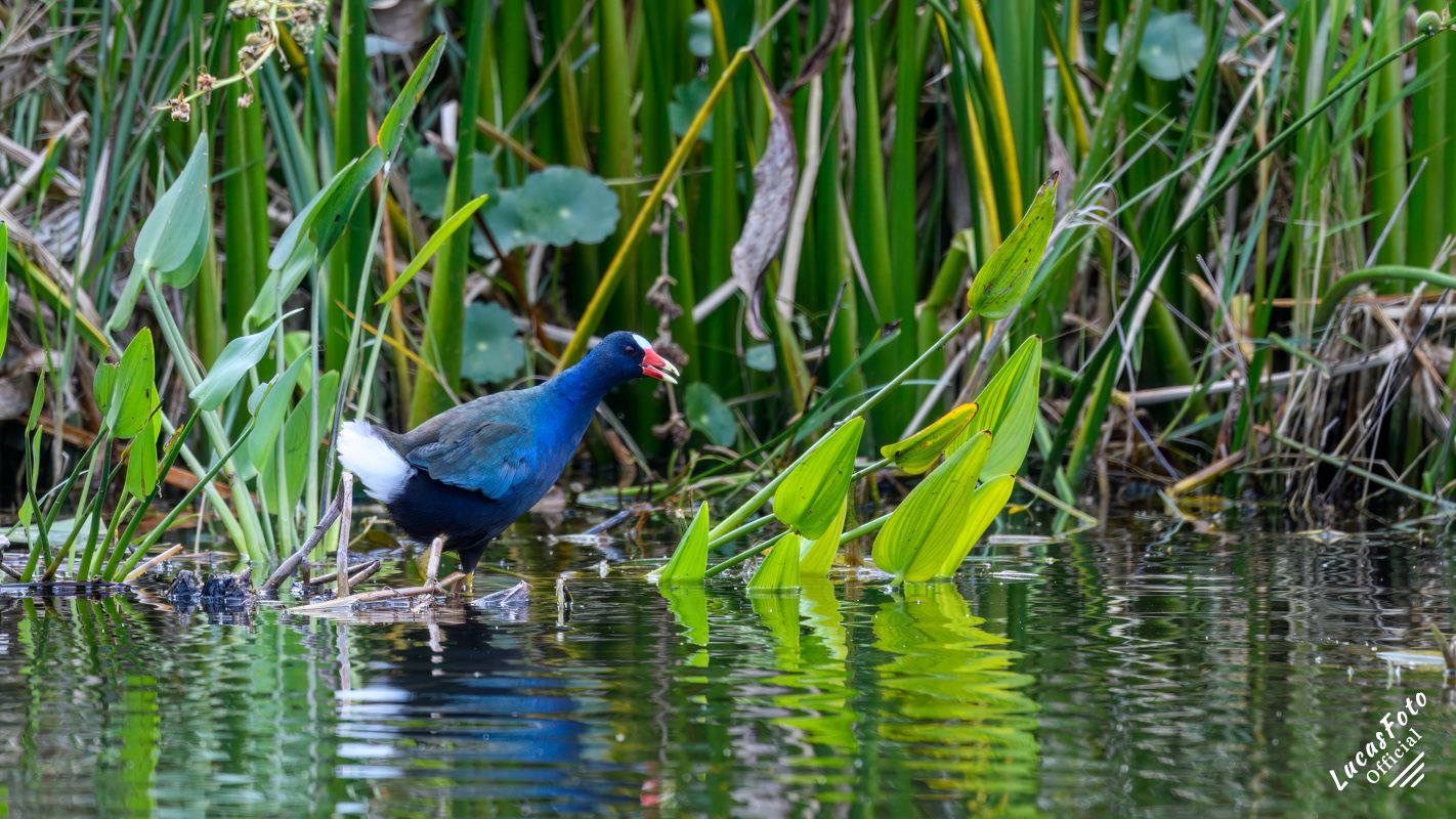 Purple Gallinule