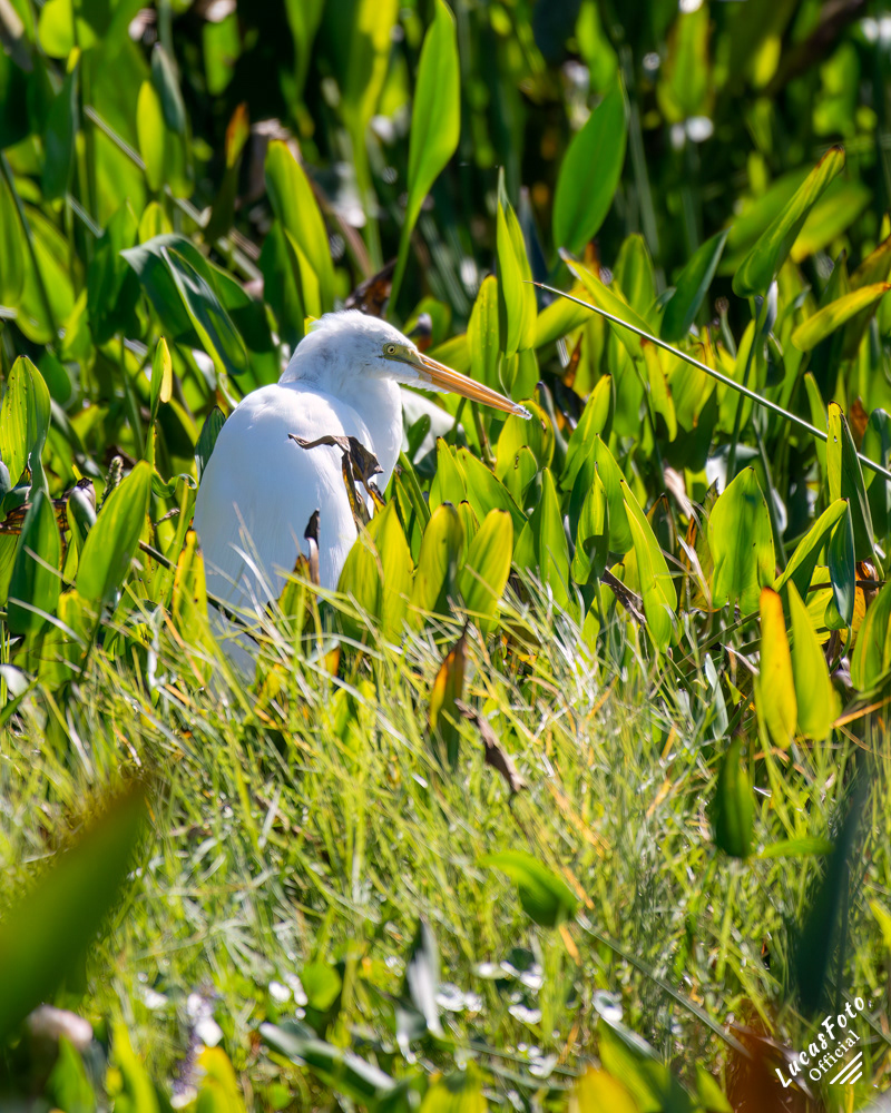 Great Egret
