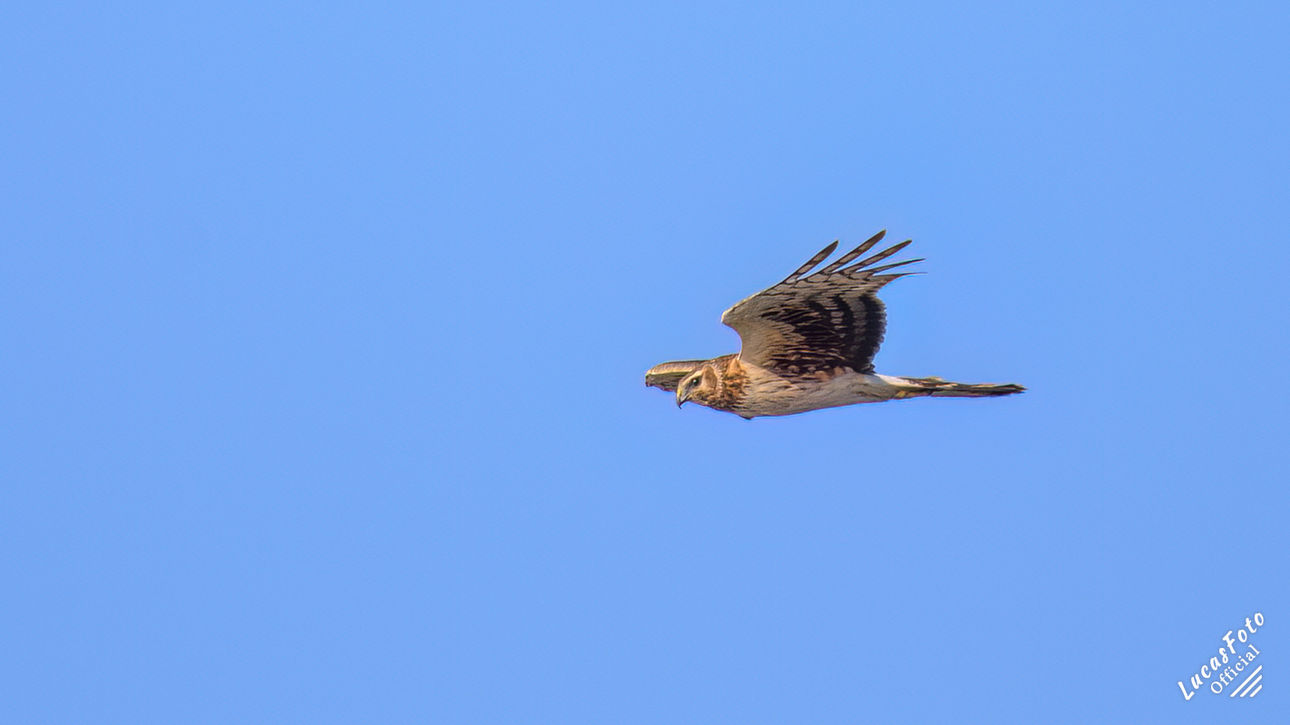 Northern Harrier