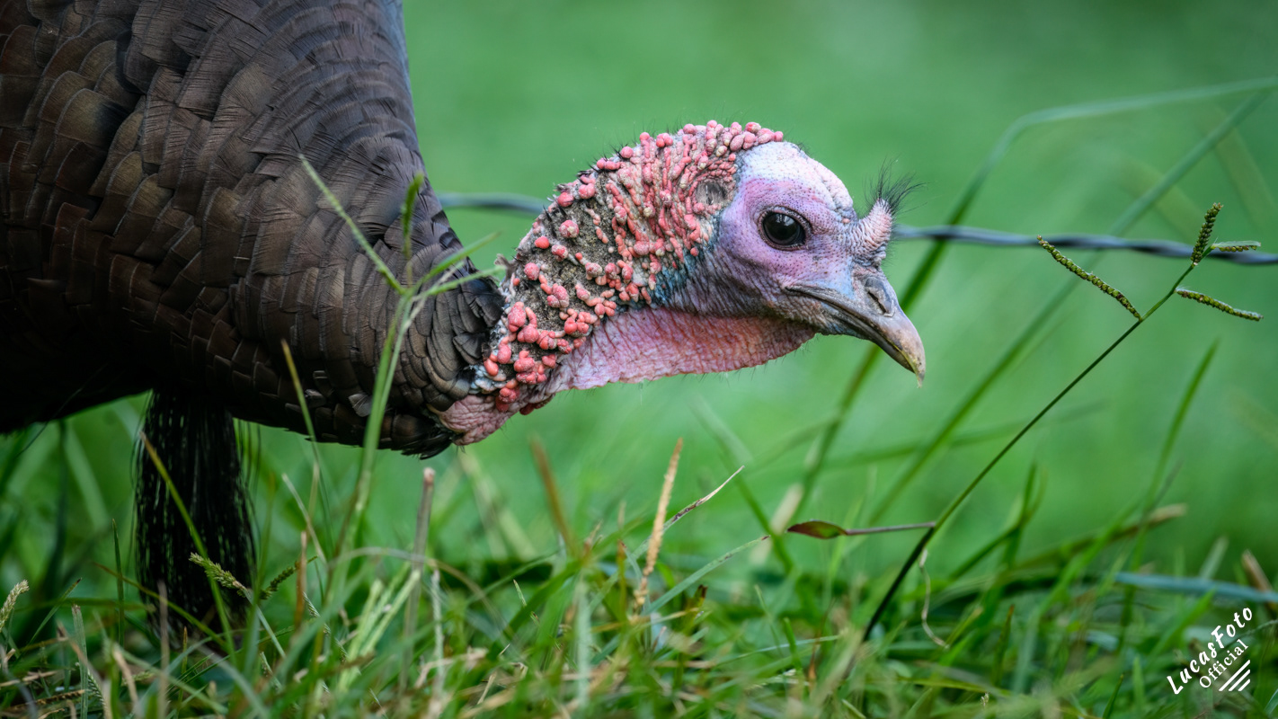 Eastern Wild Turkey