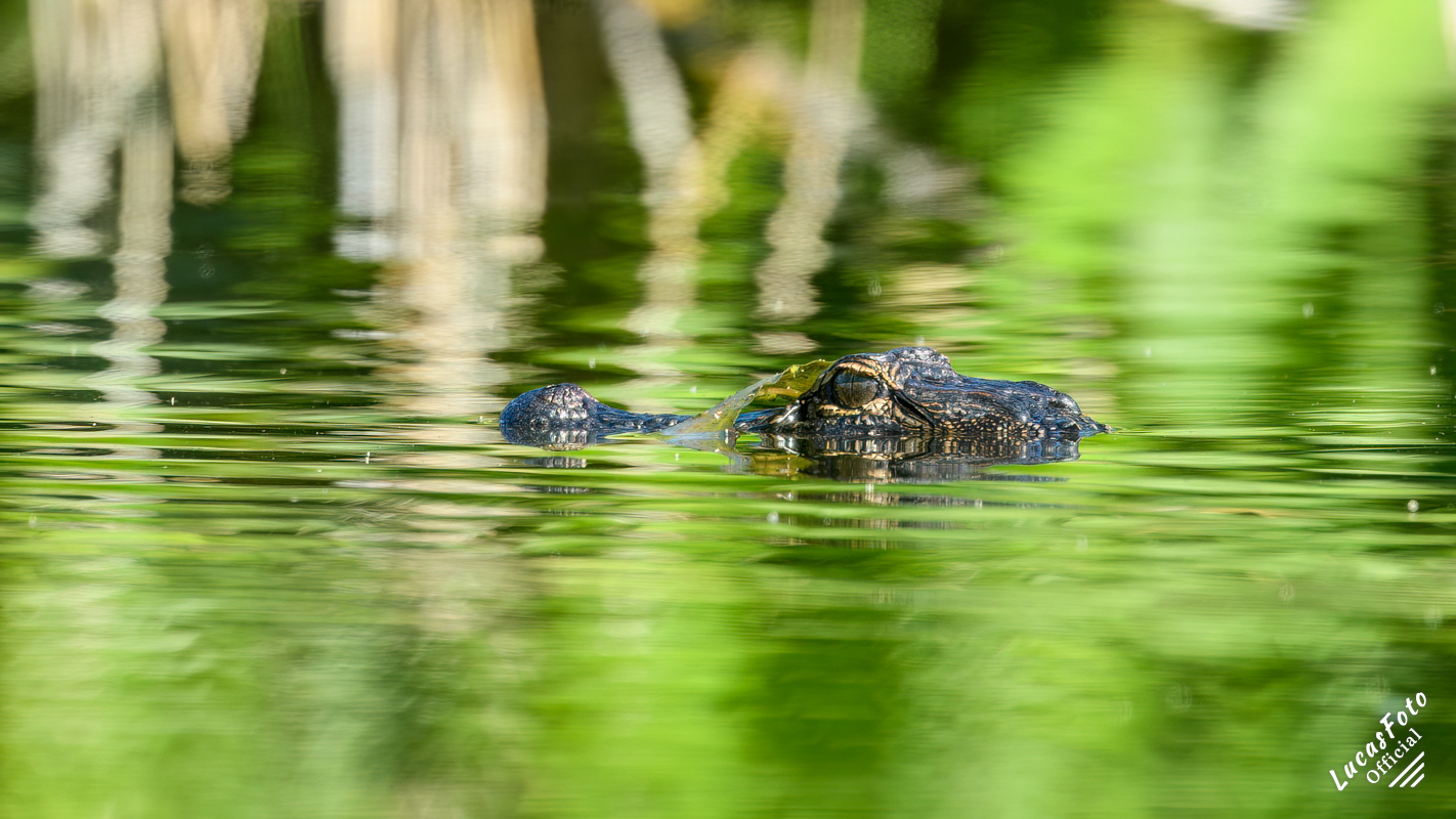 Alligator