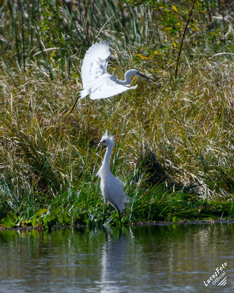 Snowy Egret