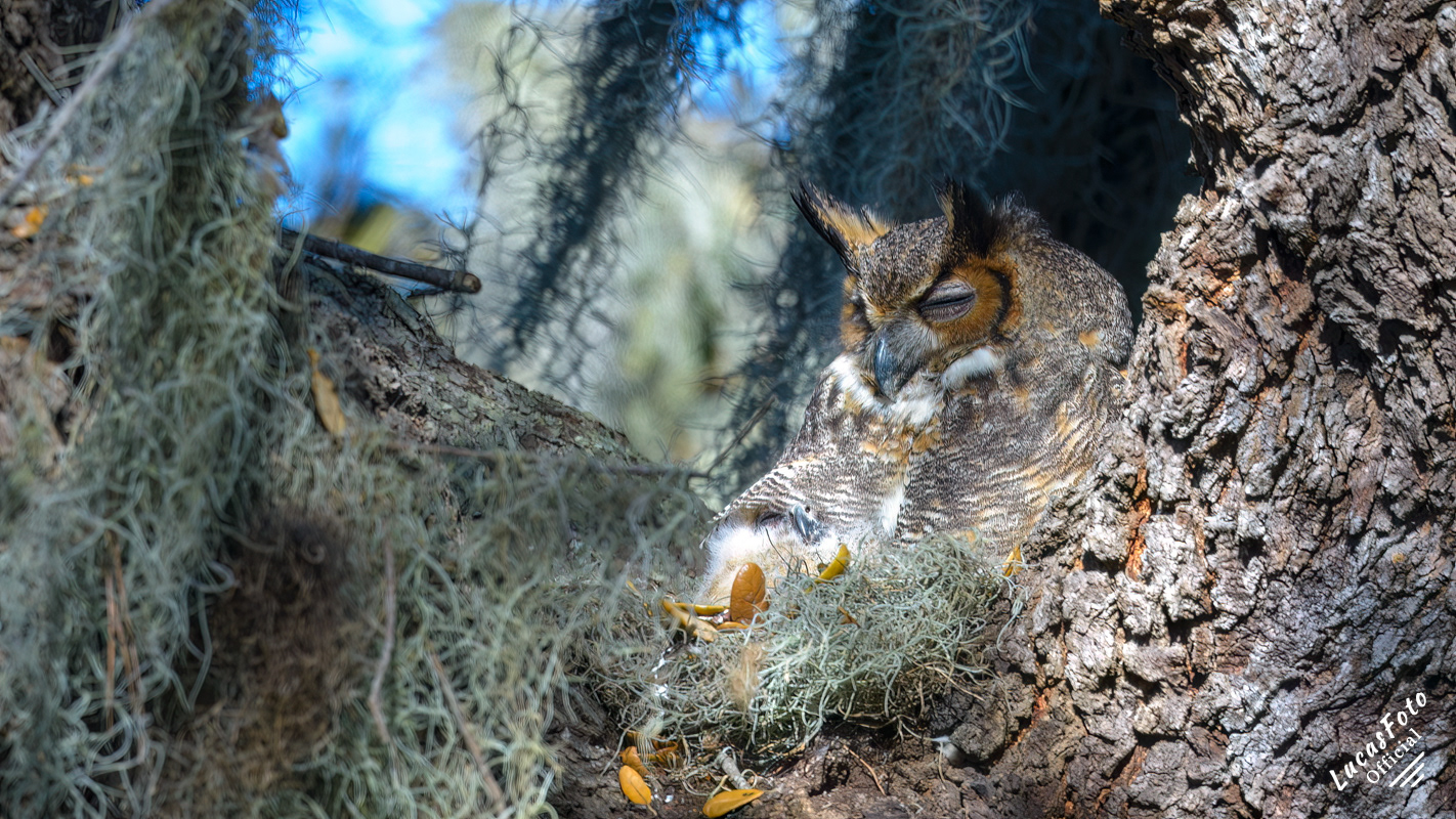Great Horned Owl