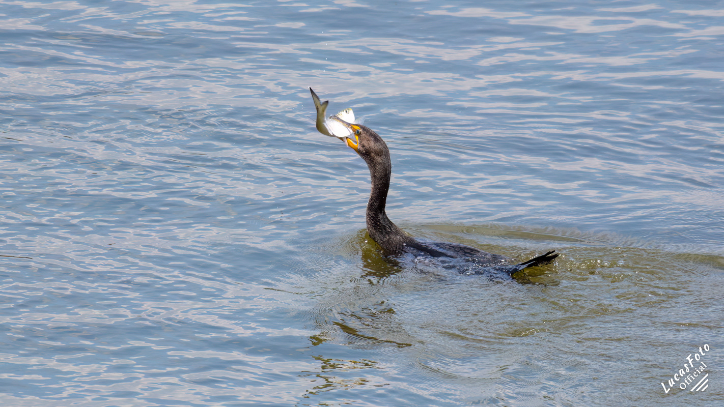 Double-crested Cormorant