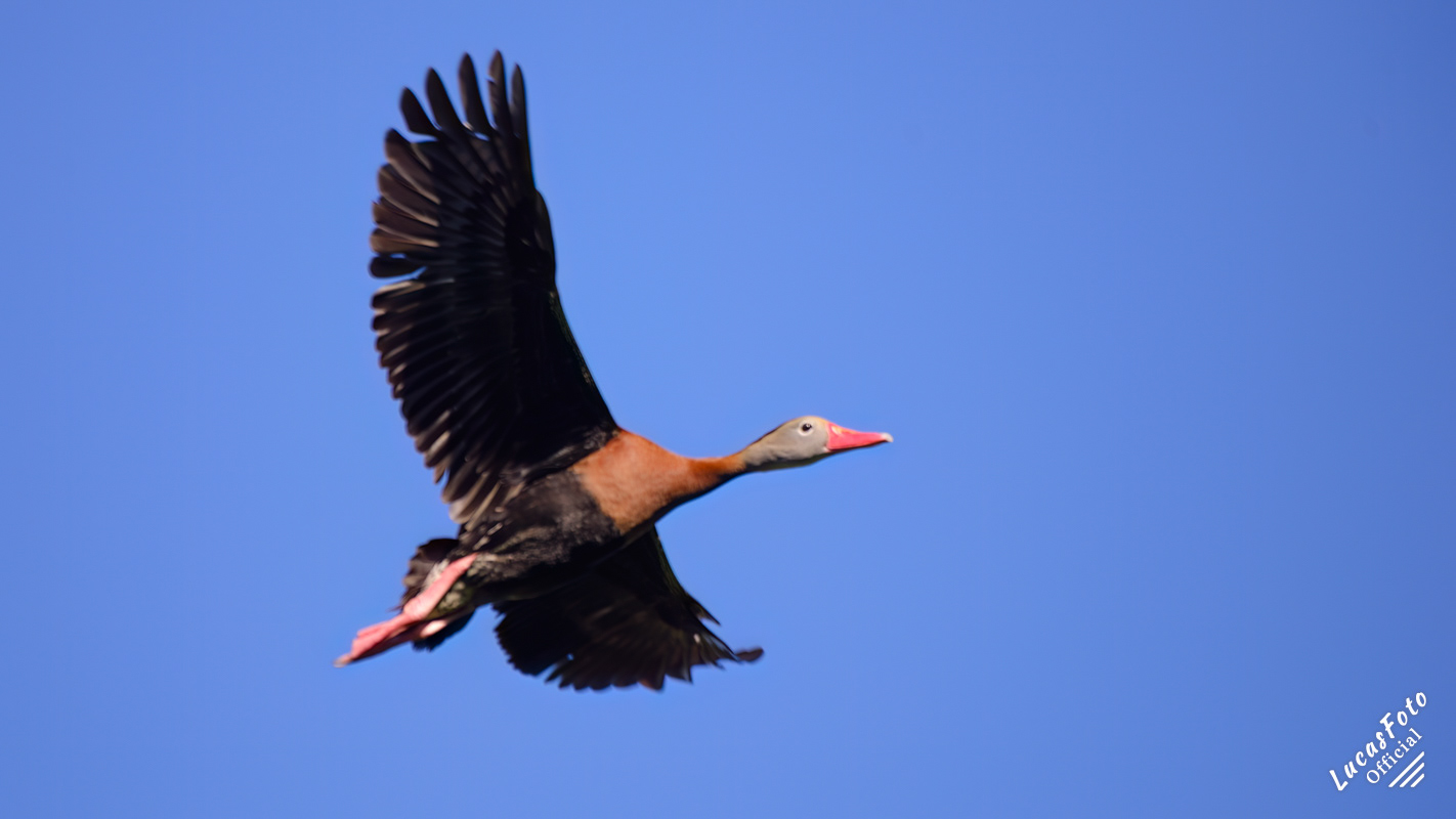 Black-bellied Whistling-Duck