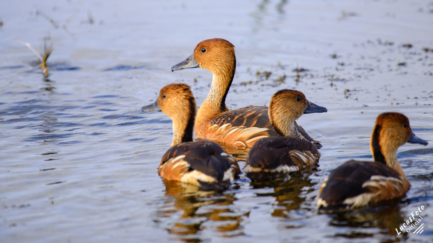 Fulvous Whistling-Duck