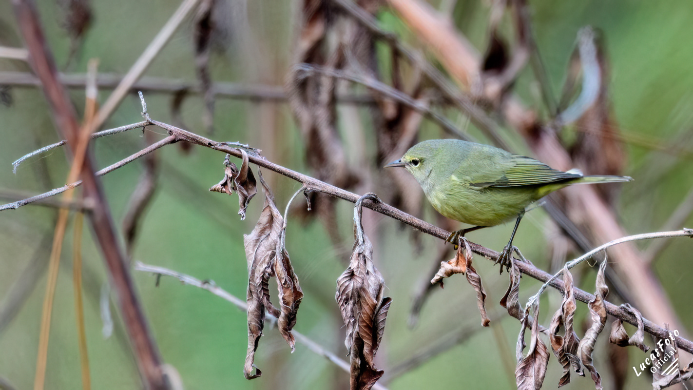 Orange-crowned Warbler